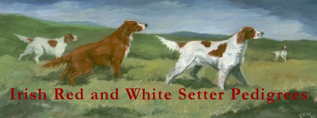 Irish Red and White Setter Pedigrees